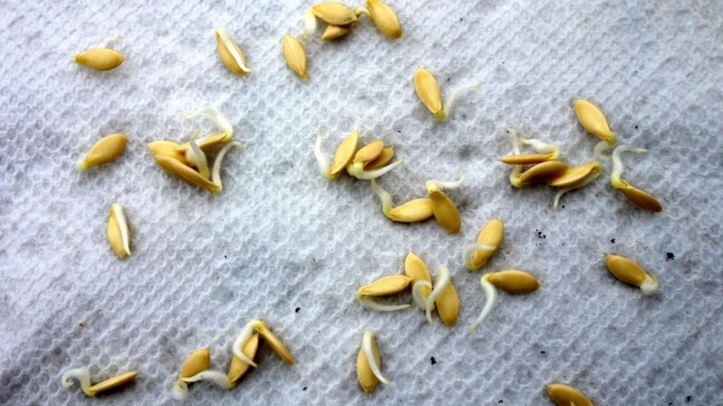 An extremely unusual and exotic guest in your garden is a Negritenok tomato: we grow it ourselves and enjoy the harvest