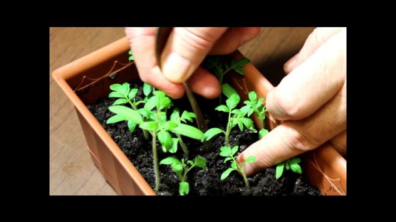 An extremely unusual and exotic guest in your garden is a Negritenok tomato: we grow it ourselves and enjoy the harvest