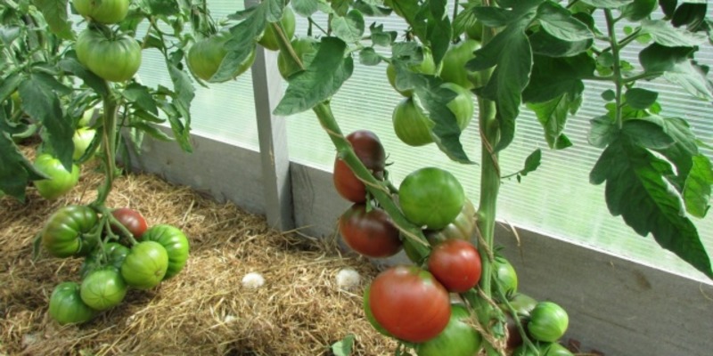 An extremely unusual and exotic guest in your garden is a Negritenok tomato: we grow it ourselves and enjoy the harvest
