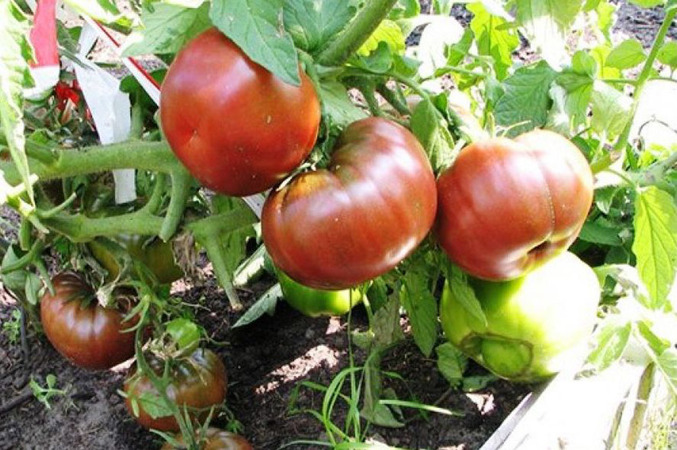 An extremely unusual and exotic guest in your garden is a Negritenok tomato: we grow it ourselves and enjoy the harvest