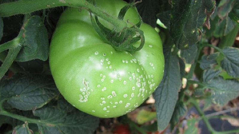 What is the danger of bacterial cancer of tomatoes and how to deal with it on your own: folk methods and advice from summer residents with experience