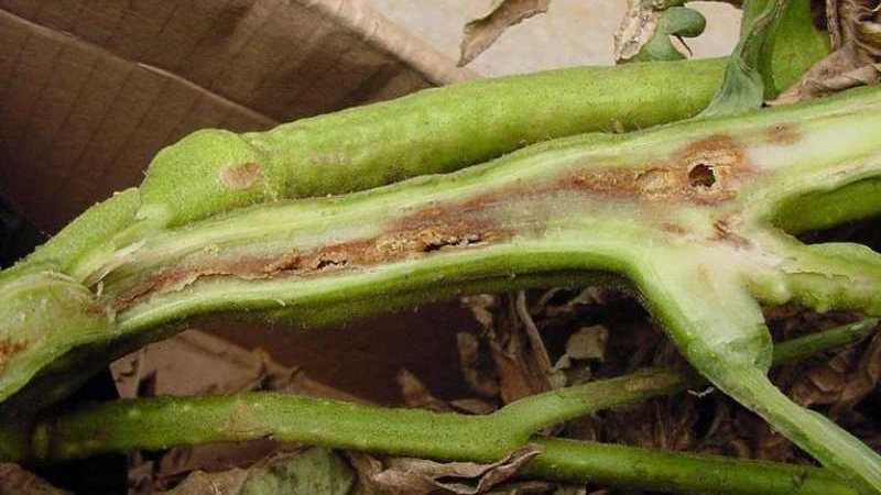 What is the danger of bacterial cancer of tomatoes and how to deal with it on your own: folk methods and advice from summer residents with experience