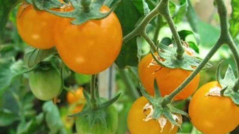 Step-by-step instructions for growing a Golden Nugget tomato and its benefits