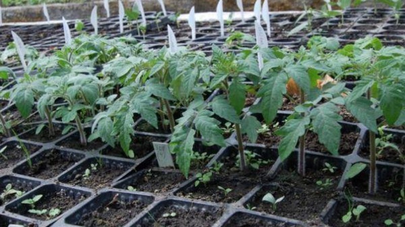 Step-by-step instructions for growing a Golden Nugget tomato and its benefits