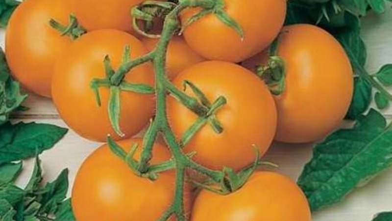 Step-by-step instructions for growing a Golden Nugget tomato and its benefits