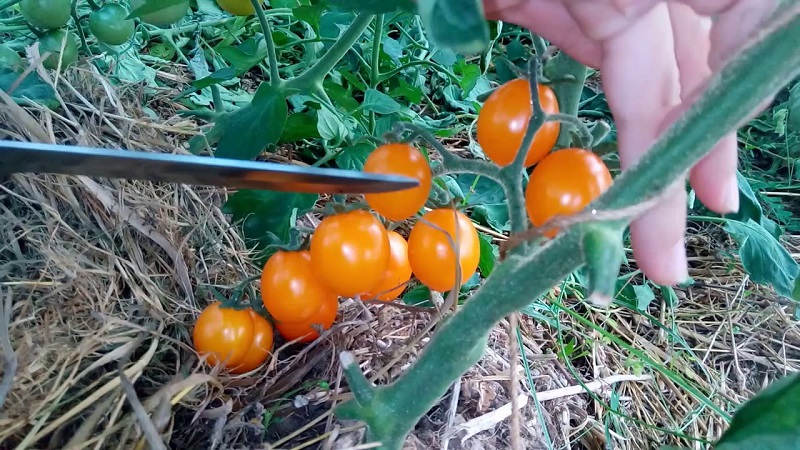 Step-by-step instructions for growing a Golden Nugget tomato and its benefits