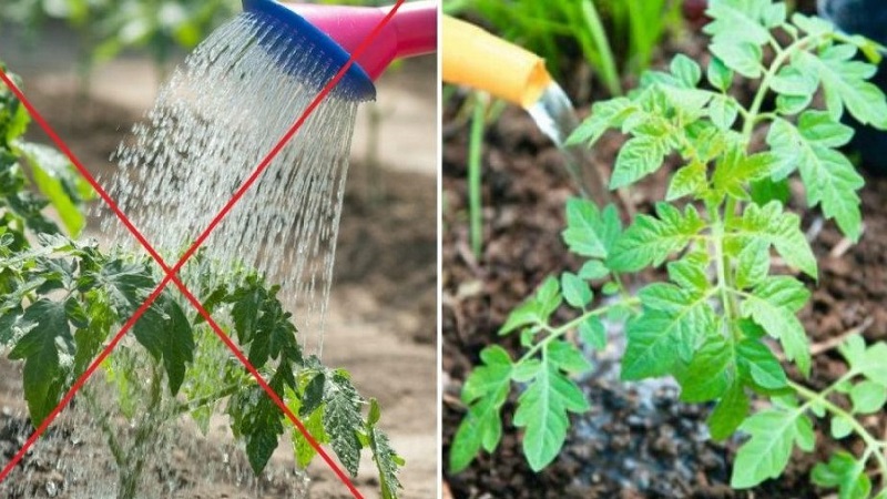 Step-by-step instructions for growing a Golden Nugget tomato and its benefits