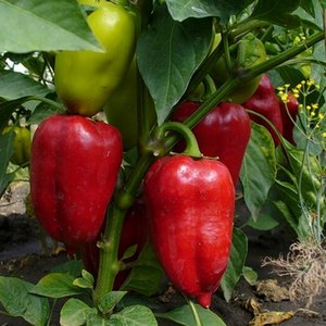 Why Winnie the Pooh pepper is good: getting to know the variety and learning how to grow it correctly
