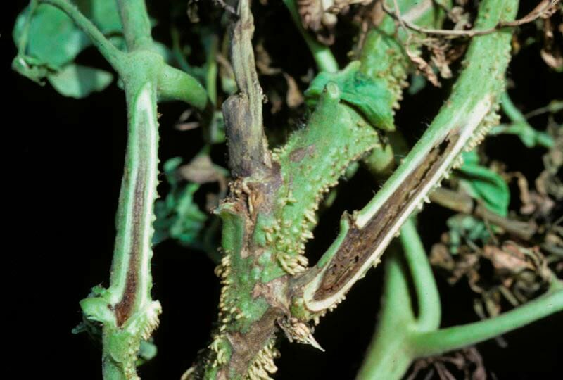 We find the cause and effectively fight it: what to do if the tomatoes turn black below and how to prevent the problem