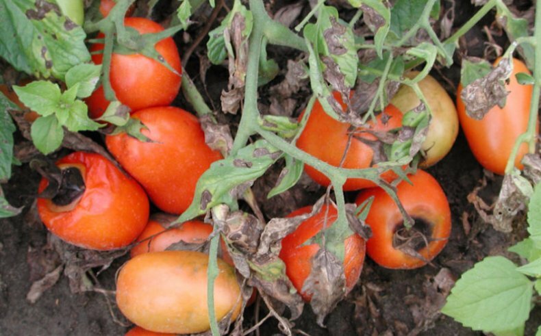 We find the cause and effectively fight it: what to do if the tomatoes turn black below and how to prevent the problem