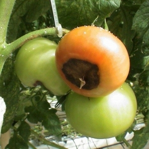 We find the cause and effectively fight it: what to do if the tomatoes turn black below and how to prevent the problem