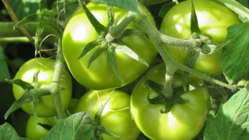 An unpretentious and non-capricious variety that requires minimal care - a fatty tomato: we grow without hassle