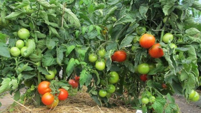 An unpretentious and non-capricious variety that requires minimal care - a fatty tomato: we grow without hassle