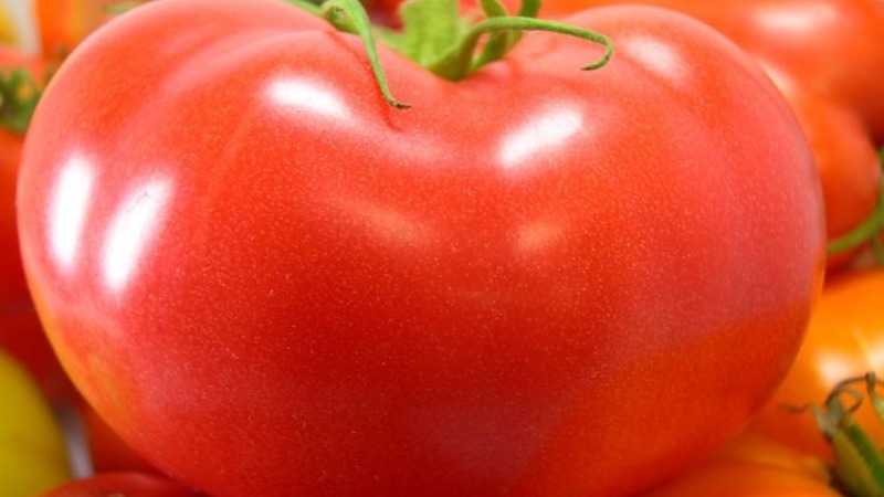 An unpretentious and non-capricious variety that requires minimal care - a fatty tomato: we grow without hassle
