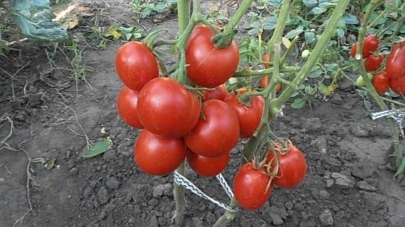 An unpretentious and non-capricious variety that requires minimal care - a fatty tomato: we grow without hassle