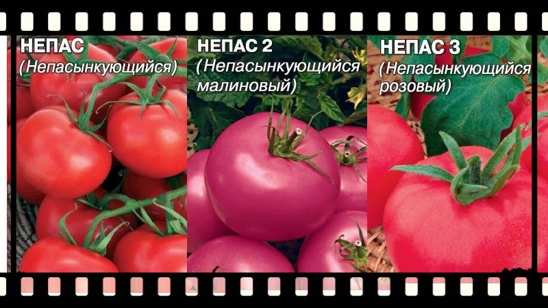 What is a nepas tomato (nonsynky), what is it good for, how it is grown and what varieties are considered the best