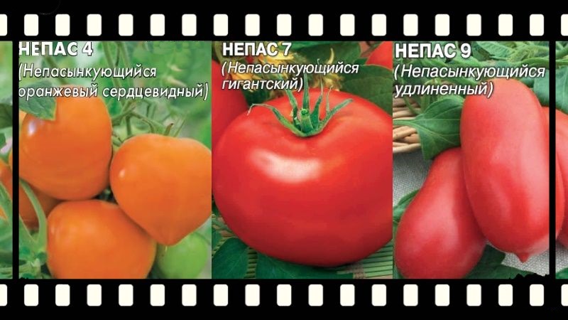 What is a nepas tomato (nonsynky), what is it good for, how it is grown and what varieties are considered the best