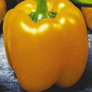 One of the best types of bell pepper - Golden Calf: an overview of the variety and its features