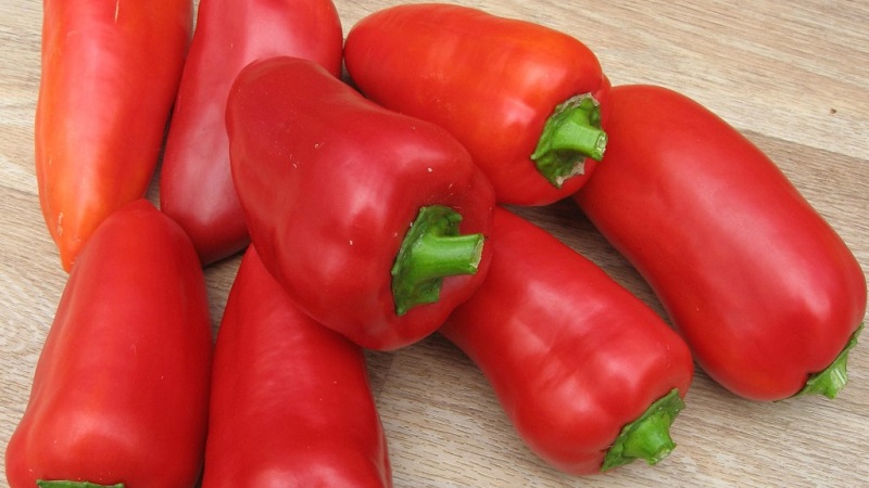 Why Winnie the Pooh pepper is good: getting to know the variety and learning how to grow it correctly