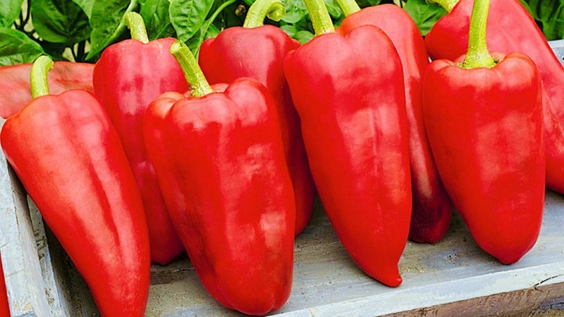 Why Winnie the Pooh pepper is good: getting to know the variety and learning how to grow it correctly
