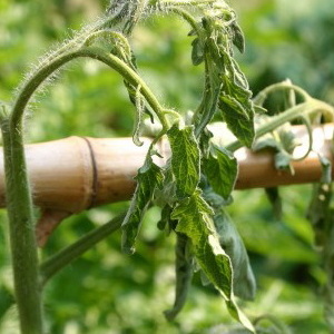 What is tomato bacteriosis, why does it appear in the greenhouse, and how to quickly and effectively cure it