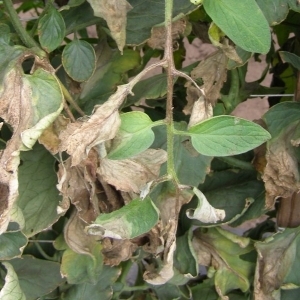 What is tomato bacteriosis, why does it appear in the greenhouse, and how to quickly and effectively cure it