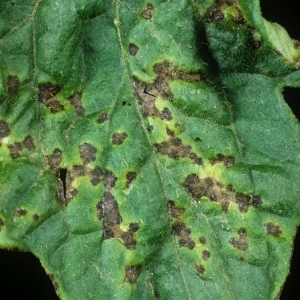 What is tomato bacteriosis, why does it appear in the greenhouse, and how to quickly and effectively cure it