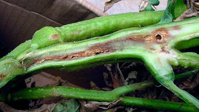 What is tomato bacteriosis, why does it appear in the greenhouse, and how to quickly and effectively cure it