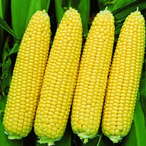 What are the varieties of corn and how to choose the best one for yourself