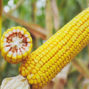 What are the varieties of corn and how to choose the best one for yourself