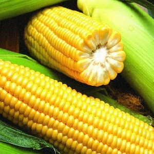 What are the varieties of corn and how to choose the best one for yourself