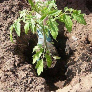 Yielding, early maturing, undemanding to care and ideal for conservation, Gulliver tomato