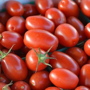 Yielding, early maturing, undemanding to care and ideal for conservation, Gulliver tomato