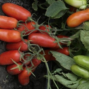 Yielding, early maturing, undemanding to care and ideal for conservation, Gulliver tomato