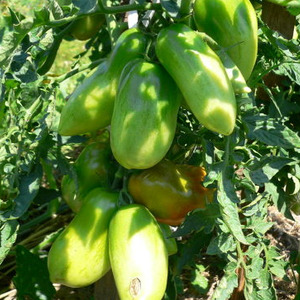 Yielding, early maturing, undemanding to care and ideal for conservation, Gulliver tomato