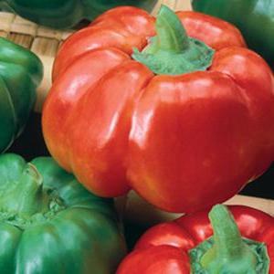 How to cook Ratunda pepper with honey for the winter: preservation recipes in tomato sauce, oil and marinades
