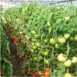 Berberan's hybrid tomato: advantages and disadvantages of the species, step-by-step method of growing it