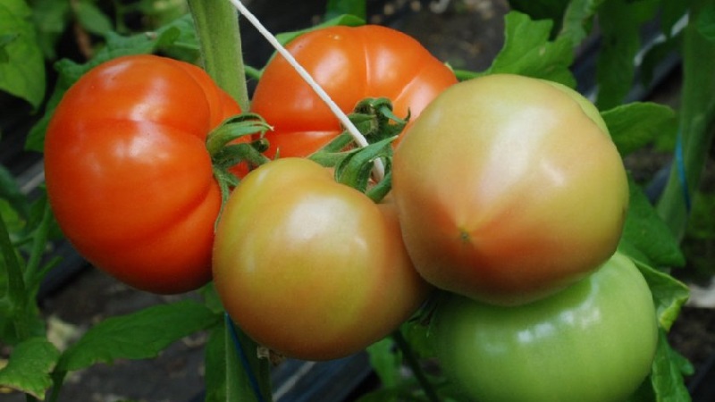 Berberan's hybrid tomato: advantages and disadvantages of the species, step-by-step method of growing it