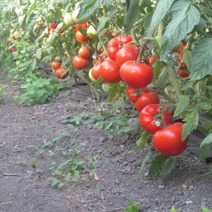 Berberan's hybrid tomato: advantages and disadvantages of the species, step-by-step method of growing it