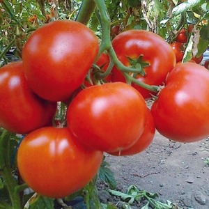 Berberan's hybrid tomato: advantages and disadvantages of the species, step-by-step method of growing it