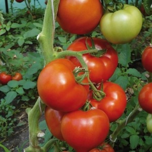Berberan's hybrid tomato: advantages and disadvantages of the species, step-by-step method of growing it