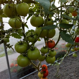 Berberan's hybrid tomato: advantages and disadvantages of the species, step-by-step method of growing it
