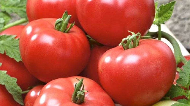 Berberan's hybrid tomato: advantages and disadvantages of the species, step-by-step method of growing it