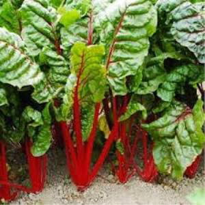 What is Swiss chard, how to eat it correctly and how it can be useful