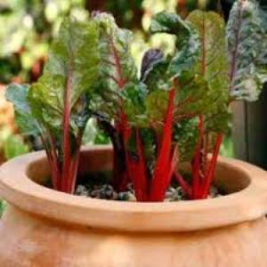 What is Swiss chard, how to eat it correctly and how it can be useful