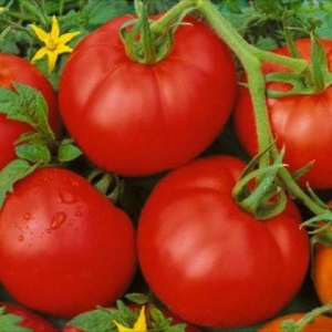 What is good and why is it worth growing an early ripe, high-yielding and disease-resistant and weather-resistant Moskvich tomato