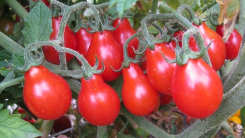 How to grow an incredibly beautiful and tasty Matryoshka tomato on your own on your site