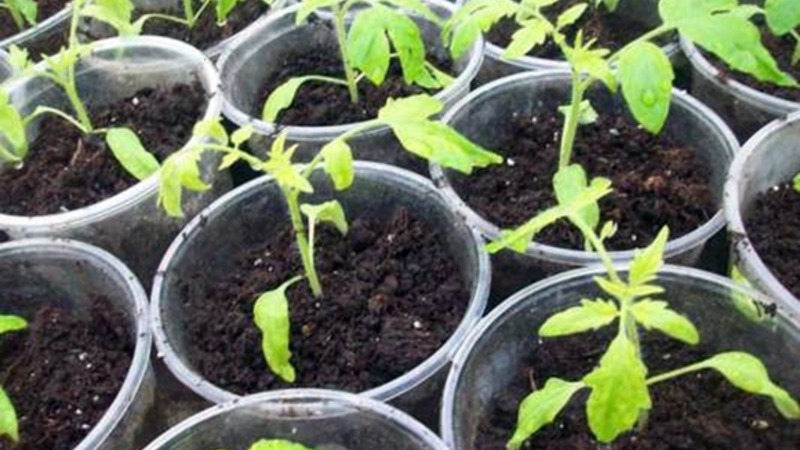 How to grow an incredibly beautiful and tasty Matryoshka tomato on your own on your site