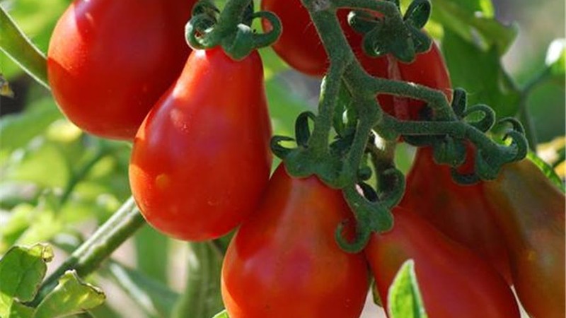 How to grow an incredibly beautiful and tasty Matryoshka tomato on your own on your site
