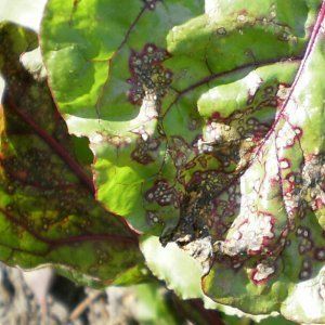 The most common beet diseases: a description of the symptoms and effective treatment